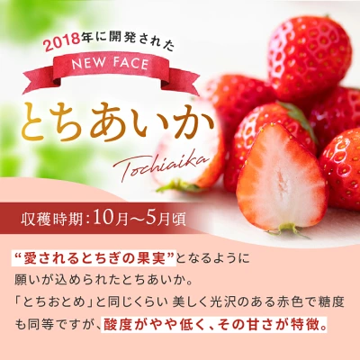 いちご とちあいか 定期便3回（栃木県真岡市）